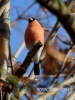 Filename=032_fotowilga~28.JPG
Filesize=64KB
Dimensions=360x480
Date added=Dec 05, 2016 032_fotowilga~28.JPG