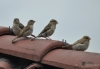 Filename=032_fotowilga~34.JPG
Filesize=200KB
Dimensions=700x488
Date added=Apr 26, 2017 032_fotowilga~34.JPG