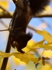 Filename=032_fotowilga~46.JPG
Filesize=228KB
Dimensions=525x700
Date added=Dec 08, 2017 032_fotowilga~46.JPG