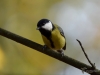 Filename=032_fotowilga~47.JPG
Filesize=186KB
Dimensions=700x525
Date added=Dec 13, 2017 032_fotowilga~47.JPG