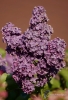 Filename=032_fotowilga~57.JPG
Filesize=277KB
Dimensions=478x700
Date added=Jan 04, 2019 032_fotowilga~57.JPG
