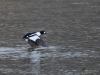 Filename=032_fotowilga~58.JPG
Filesize=313KB
Dimensions=700x525
Date added=Feb 02, 2019 032_fotowilga~58.JPG