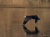 Filename=032_fotowilga~60.JPG
Filesize=256KB
Dimensions=700x525
Date added=Mar 16, 2019 032_fotowilga~60.JPG