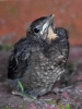 Filename=032_fotowilga~61.JPG
Filesize=269KB
Dimensions=525x700
Date added=May 08, 2019 032_fotowilga~61.JPG
