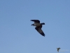 Filename=032_fotowilga~65.JPG
Filesize=210KB
Dimensions=700x525
Date added=Oct 21, 2019 032_fotowilga~65.JPG