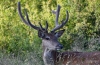 Filename=0334_fotowilga~33.JPG
Filesize=323KB
Dimensions=700x460
Date added=Jul 11, 2018 0334_fotowilga~33.JPG