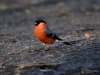 Filename=0337_fotowilga.JPG
Filesize=258KB
Dimensions=700x525
Date added=Oct 30, 2019 0337_fotowilga.JPG