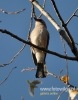 Filename=033_fotowilga~27.JPG
Filesize=77KB
Dimensions=377x480
Date added=Nov 15, 2015 033_fotowilga~27.JPG