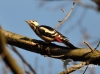 Filename=033_fotowilga~28.JPG
Filesize=97KB
Dimensions=640x475
Date added=Jan 07, 2016 033_fotowilga~28.JPG