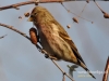 Filename=033_fotowilga~30.JPG
Filesize=89KB
Dimensions=640x480
Date added=Feb 19, 2016 033_fotowilga~30.JPG