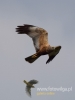 Filename=033_fotowilga~38.JPG
Filesize=35KB
Dimensions=360x480
Date added=Jul 28, 2016 033_fotowilga~38.JPG