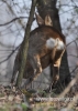 Filename=033_fotowilga~46.JPG
Filesize=81KB
Dimensions=343x480
Date added=May 09, 2017 033_fotowilga~46.JPG