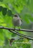 Filename=033_fotowilga~52.JPG
Filesize=71KB
Dimensions=328x480
Date added=Sep 14, 2017 033_fotowilga~52.JPG