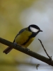 Filename=033_fotowilga~54.JPG
Filesize=181KB
Dimensions=525x700
Date added=Dec 03, 2017 033_fotowilga~54.JPG