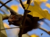 Filename=033_fotowilga~55.JPG
Filesize=232KB
Dimensions=700x525
Date added=Jan 04, 2018 033_fotowilga~55.JPG