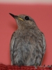 Filename=033_fotowilga~56.JPG
Filesize=232KB
Dimensions=525x700
Date added=Feb 10, 2018 033_fotowilga~56.JPG