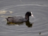 Filename=033_fotowilga~64.JPG
Filesize=235KB
Dimensions=700x525
Date added=Nov 20, 2018 033_fotowilga~64.JPG