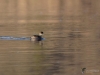 Filename=033_fotowilga~69.JPG
Filesize=260KB
Dimensions=700x525
Date added=Feb 09, 2019 033_fotowilga~69.JPG