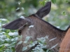 Filename=033_fotowilga~73.JPG
Filesize=314KB
Dimensions=700x525
Date added=Oct 09, 2019 033_fotowilga~73.JPG