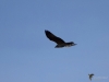 Filename=033_fotowilga~74.JPG
Filesize=209KB
Dimensions=700x525
Date added=Oct 21, 2019 033_fotowilga~74.JPG