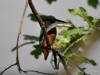 Filename=0340_fotowilga~34.JPG
Filesize=219KB
Dimensions=700x525
Date added=Jan 16, 2019 0340_fotowilga~34.JPG
