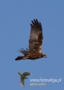 Filename=0342_fotowilga~25.JPG
Filesize=39KB
Dimensions=343x480
Date added=Jun 08, 2016 0342_fotowilga~25.JPG