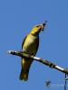 Filename=0343_fotowilga~15.JPG
Filesize=221KB
Dimensions=525x700
Date added=Jun 06, 2018 0343_fotowilga~15.JPG