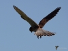Filename=0348_fotowilga~34.JPG
Filesize=213KB
Dimensions=700x525
Date added=Aug 04, 2018 0348_fotowilga~34.JPG