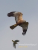 Filename=034_fotowilga~28.JPG
Filesize=34KB
Dimensions=360x480
Date added=Jun 11, 2016 034_fotowilga~28.JPG