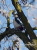 Filename=034_fotowilga~33.JPG
Filesize=74KB
Dimensions=360x480
Date added=Dec 10, 2016 034_fotowilga~33.JPG