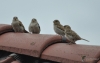 Filename=034_fotowilga~37.JPG
Filesize=178KB
Dimensions=700x447
Date added=Apr 26, 2017 034_fotowilga~37.JPG
