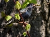 Filename=034_fotowilga~38.JPG
Filesize=270KB
Dimensions=700x525
Date added=May 07, 2017 034_fotowilga~38.JPG