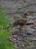 Filename=034_fotowilga~39.JPG
Filesize=282KB
Dimensions=525x700
Date added=May 21, 2017 034_fotowilga~39.JPG
