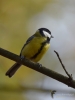 Filename=034_fotowilga~48.JPG
Filesize=184KB
Dimensions=525x700
Date added=Feb 18, 2018 034_fotowilga~48.JPG