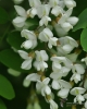 Filename=034_fotowilga~50.JPG
Filesize=283KB
Dimensions=560x700
Date added=Apr 24, 2018 034_fotowilga~50.JPG