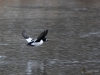Filename=034_fotowilga~56.JPG
Filesize=301KB
Dimensions=700x525
Date added=Jan 29, 2019 034_fotowilga~56.JPG