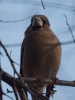 Filename=034_fotowilga~63.JPG
Filesize=211KB
Dimensions=525x700
Date added=Jun 04, 2019 034_fotowilga~63.JPG
