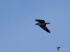 Filename=034_fotowilga~66.JPG
Filesize=186KB
Dimensions=700x525
Date added=Oct 21, 2019 034_fotowilga~66.JPG