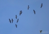 Filename=034_fotowilga~67.JPG
Filesize=195KB
Dimensions=700x491
Date added=Nov 06, 2019 034_fotowilga~67.JPG