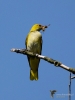 Filename=0350_fotowilga~29.JPG
Filesize=226KB
Dimensions=525x700
Date added=Aug 19, 2018 0350_fotowilga~29.JPG