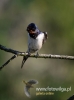 Filename=035_fotowilga~19.JPG
Filesize=44KB
Dimensions=356x480
Date added=May 11, 2016 035_fotowilga~19.JPG