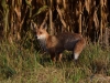 Filename=035_fotowilga~47.JPG
Filesize=360KB
Dimensions=700x525
Date added=Jan 13, 2019 035_fotowilga~47.JPG
