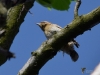 Filename=035_fotowilga~48.JPG
Filesize=242KB
Dimensions=700x525
Date added=Mar 01, 2019 035_fotowilga~48.JPG