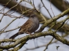 Filename=035_fotowilga~53.JPG
Filesize=286KB
Dimensions=700x525
Date added=May 11, 2019 035_fotowilga~53.JPG
