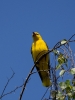Filename=035_fotowilga~54.JPG
Filesize=239KB
Dimensions=525x700
Date added=May 26, 2019 035_fotowilga~54.JPG