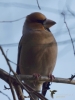 Filename=035_fotowilga~57.JPG
Filesize=216KB
Dimensions=525x700
Date added=Nov 20, 2019 035_fotowilga~57.JPG