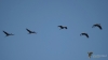 Filename=035_fotowilga~58.JPG
Filesize=117KB
Dimensions=700x397
Date added=Nov 26, 2019 035_fotowilga~58.JPG