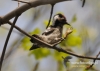 Filename=0365_fotowilga~16.JPG
Filesize=89KB
Dimensions=640x457
Date added=Nov 14, 2015 0365_fotowilga~16.JPG