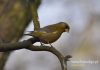 Filename=036_fotowilga~10.JPG
Filesize=60KB
Dimensions=640x452
Date added=Jan 25, 2015 036_fotowilga~10.JPG