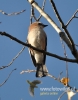 Filename=036_fotowilga~19.JPG
Filesize=77KB
Dimensions=377x480
Date added=Nov 03, 2015 036_fotowilga~19.JPG